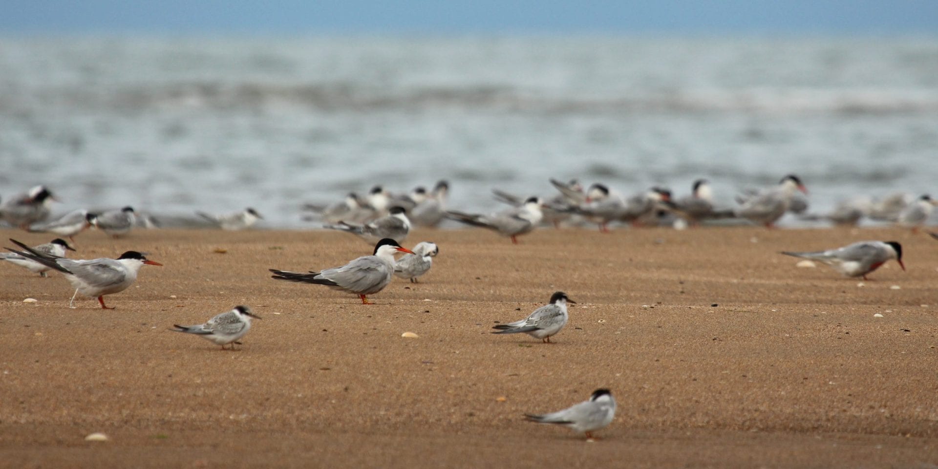 Colour-ringed-Common-Tern