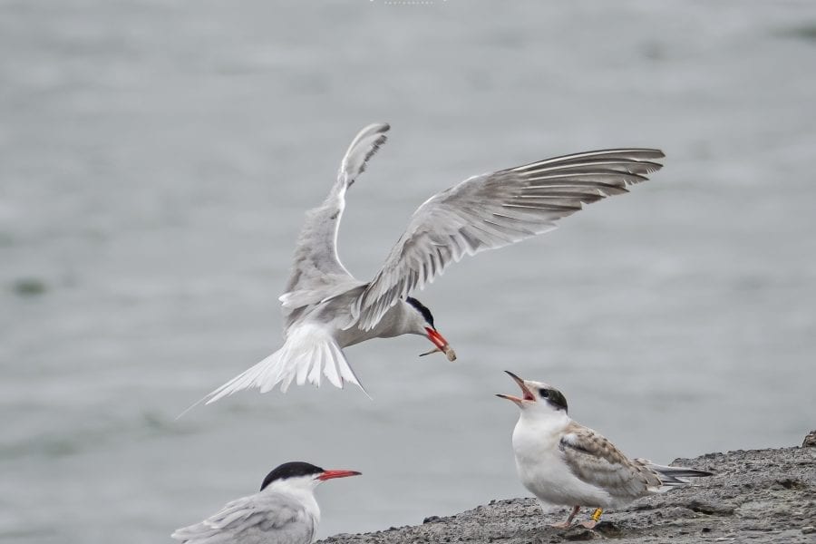 Colour_ringed_common_tern_parent_and_fledgling