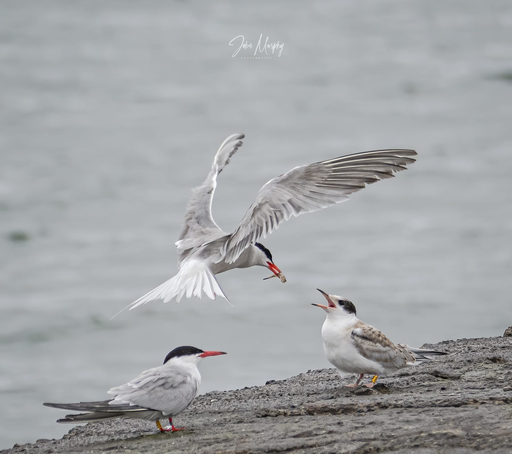 Colour_ringed_common_tern_parent_and_fledgling