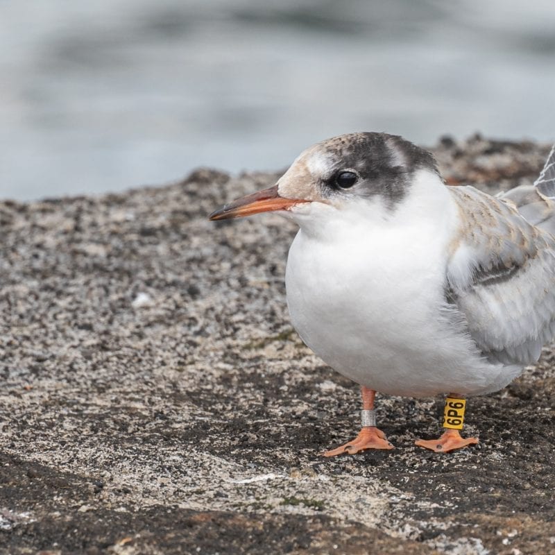 Colour Ringed Common Tern Fledgling