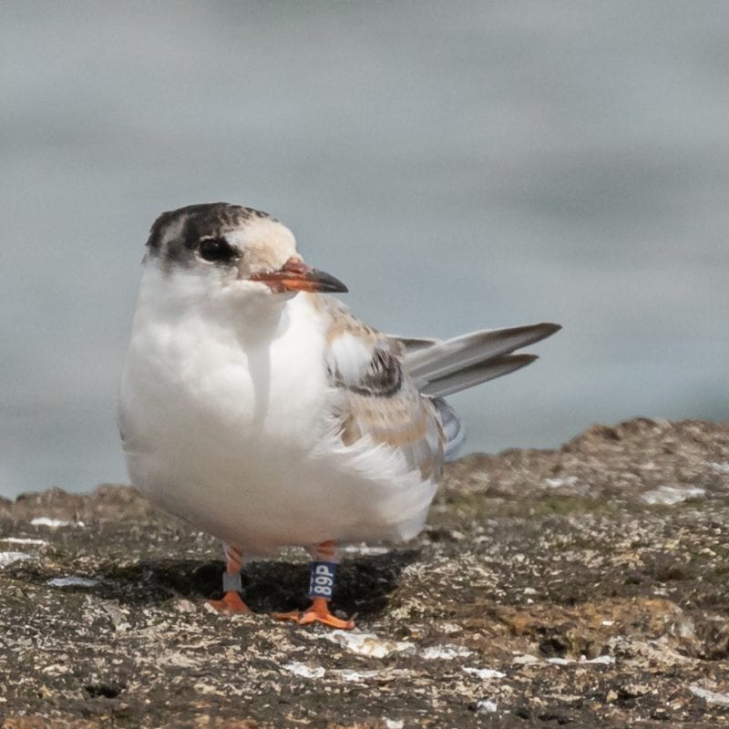 Colour-ringed-Common-Tern-Fledgling