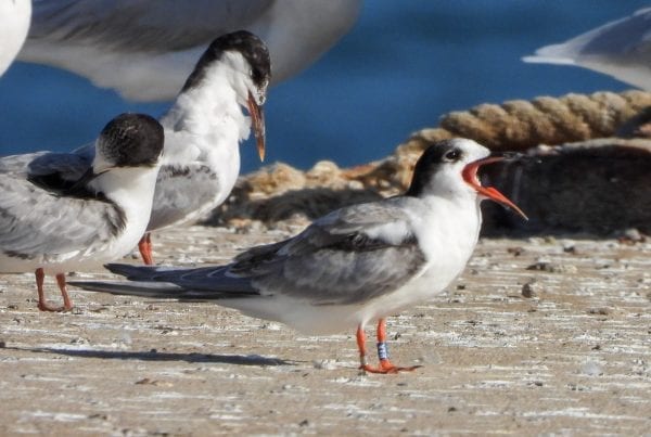 Colour-ringed-Common-Tern-Fledgling-Cadiz-Spain-Carmela-Quijano