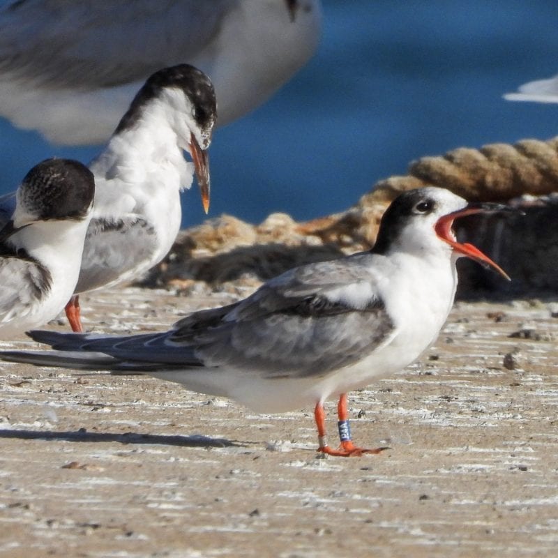 Colour-ringed-Common-Tern-Fledgling-Cadiz-Spain-Carmela-Quijano