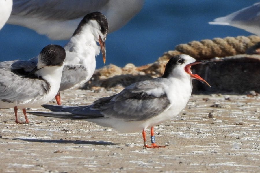 Colour-ringed-Common-Tern-Fledgling-Cadiz-Spain-Carmela-Quijano