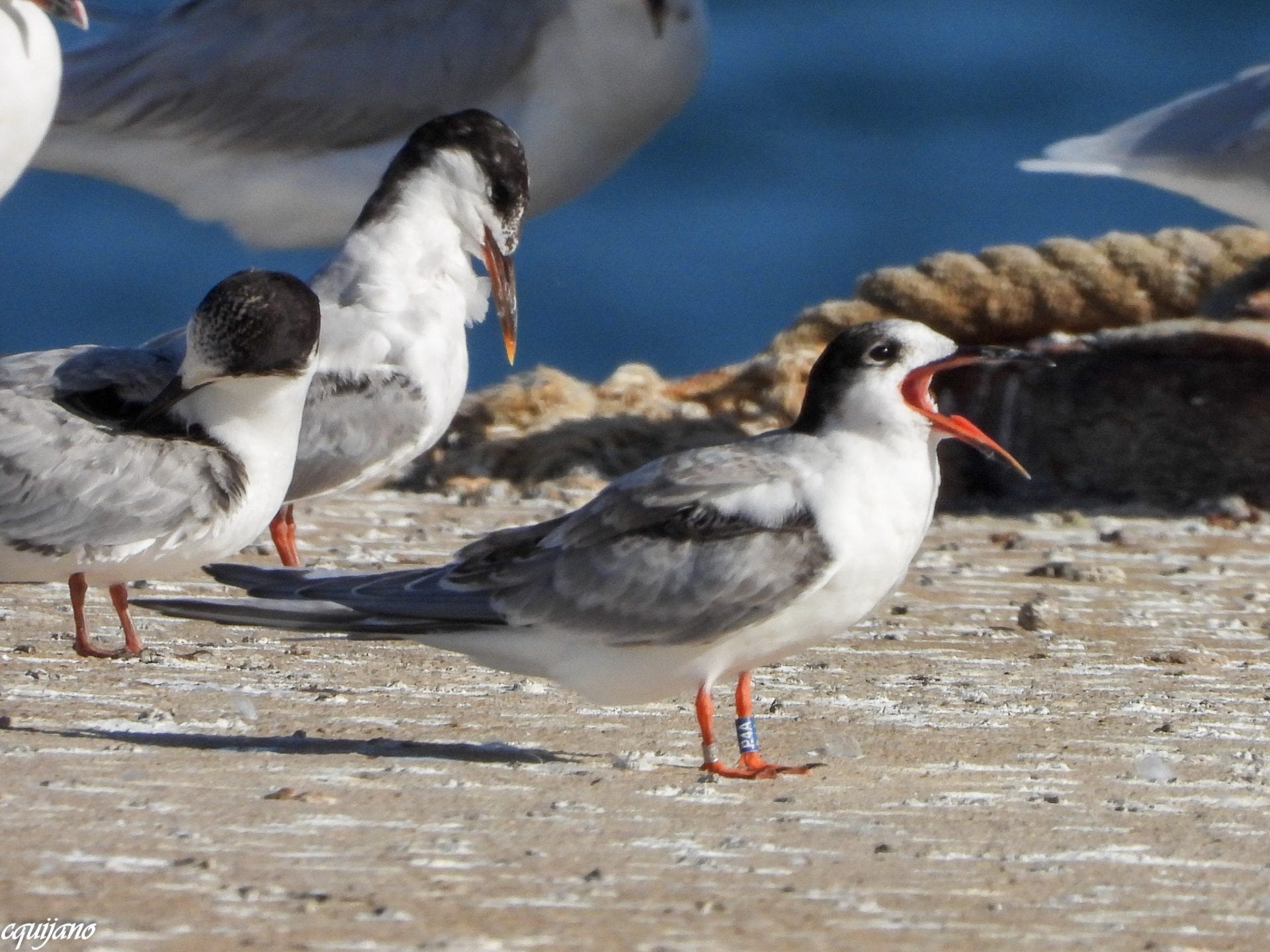 Colour-ringed-Common-Tern-Fledgling-Cadiz-Spain-Carmela-Quijano