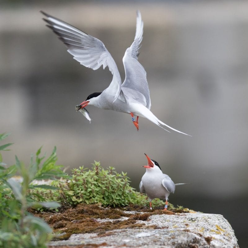 Colour-ringed-Common-Tern-pair-Grand-Canal