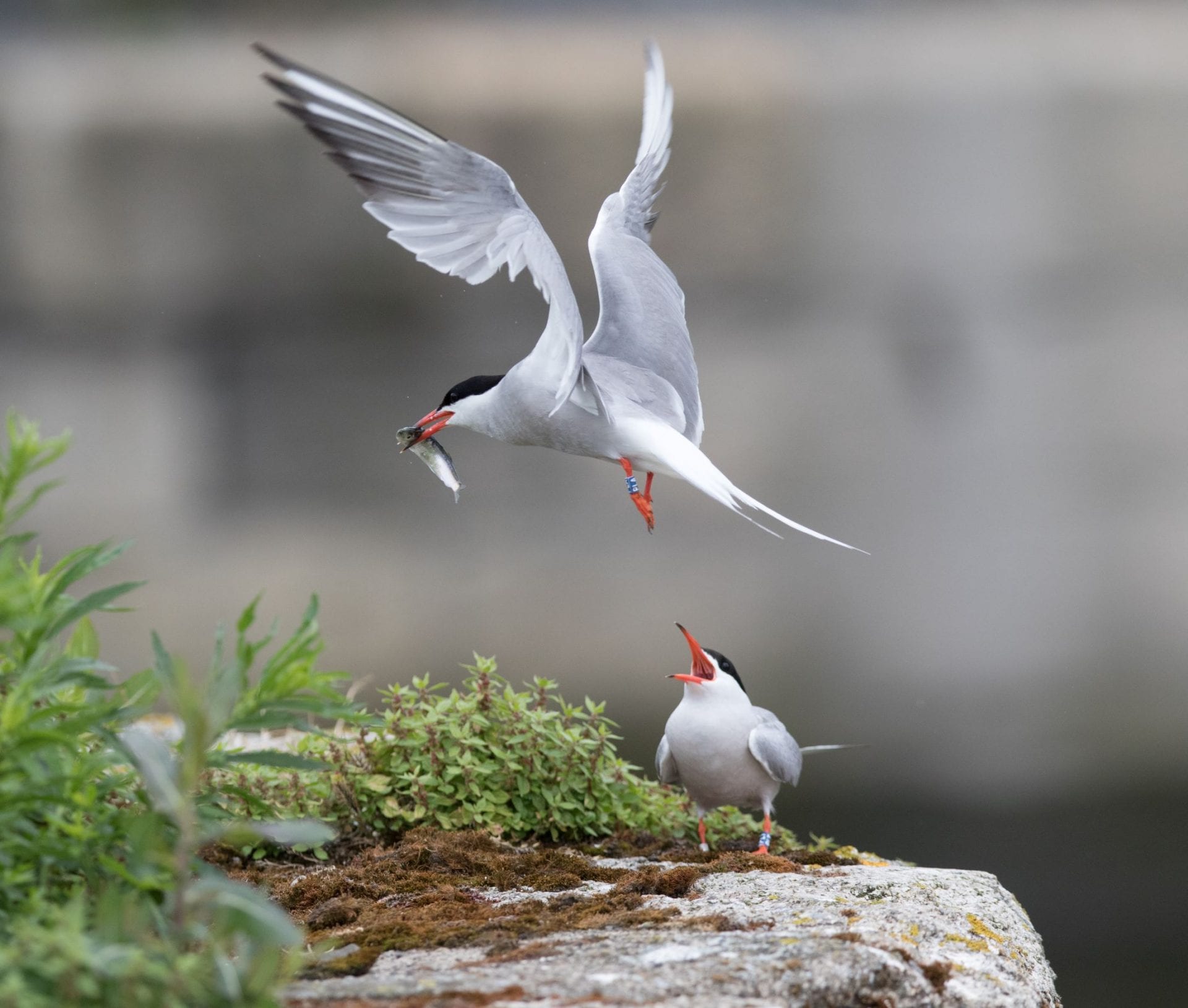 Colour-ringed-Common-Tern-pair-Grand-Canal