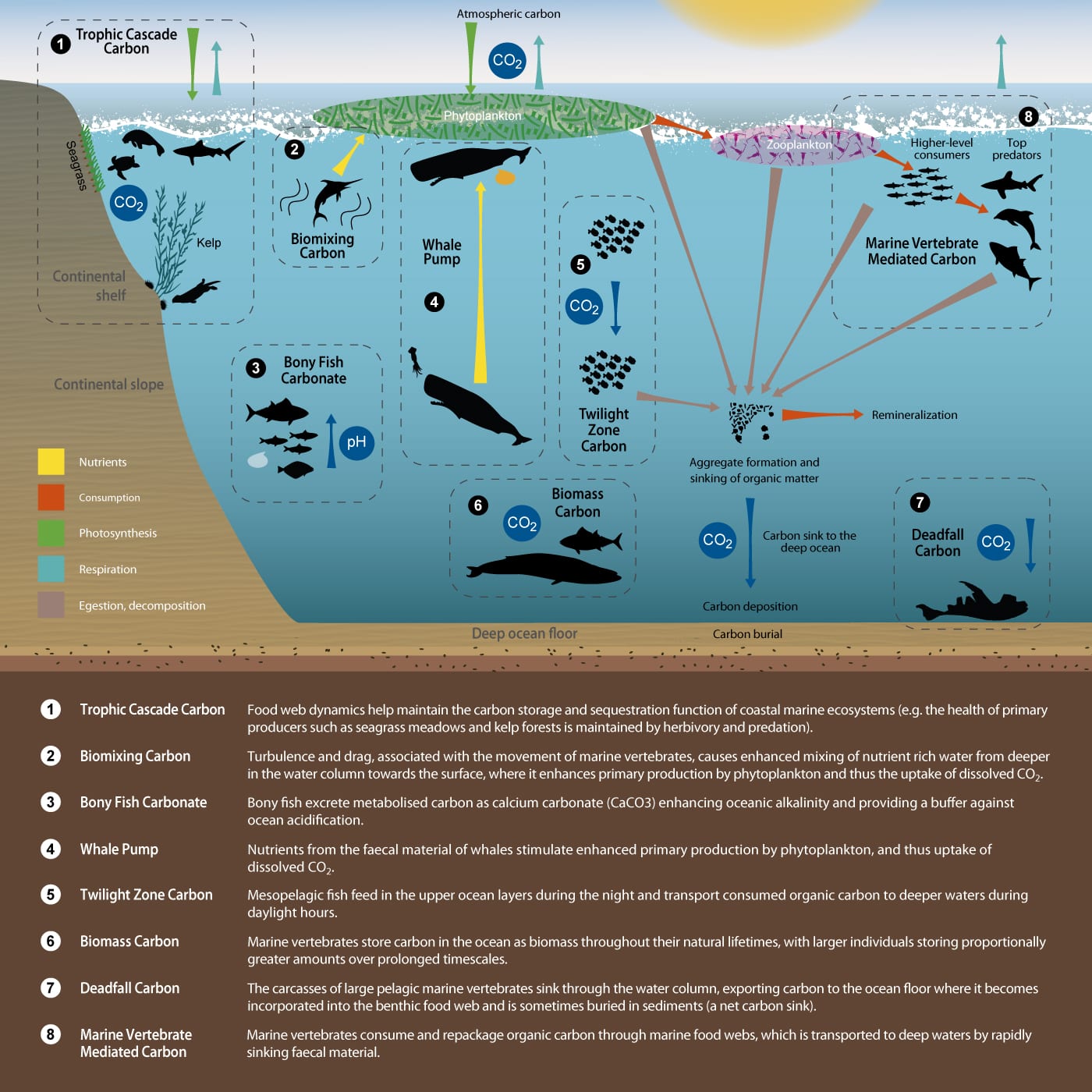 Ocean And Climate Change - BirdWatch Ireland