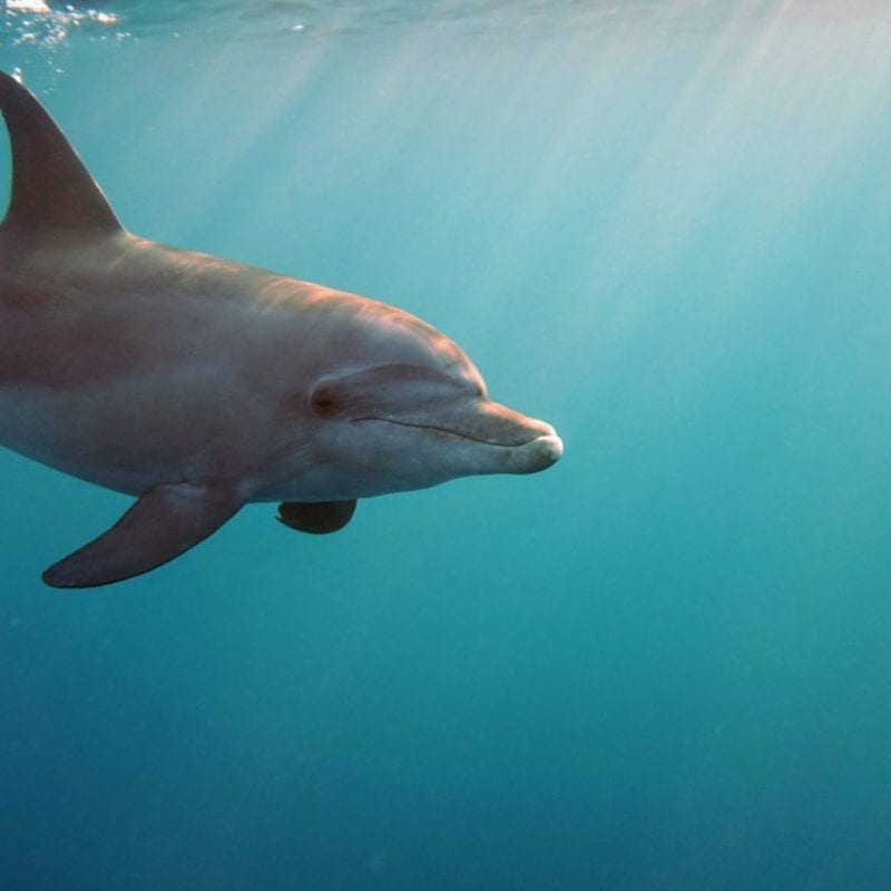 Bottlenose Dolphin (Ceyhan Bekiroglu)