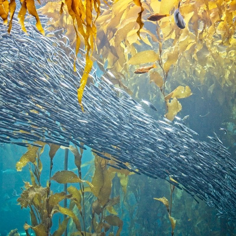 fish-shoal-kelp