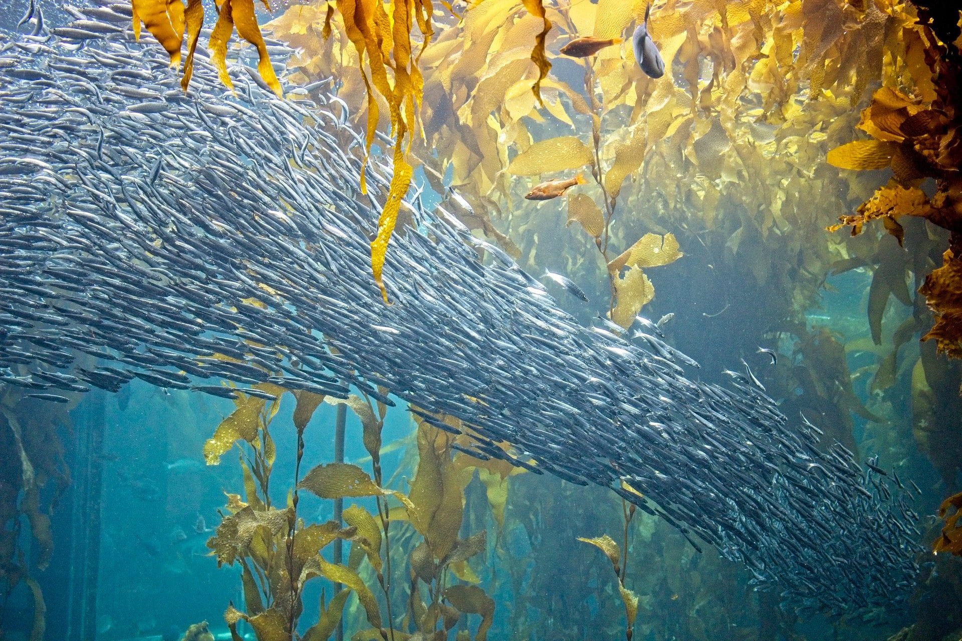fish-shoal-kelp