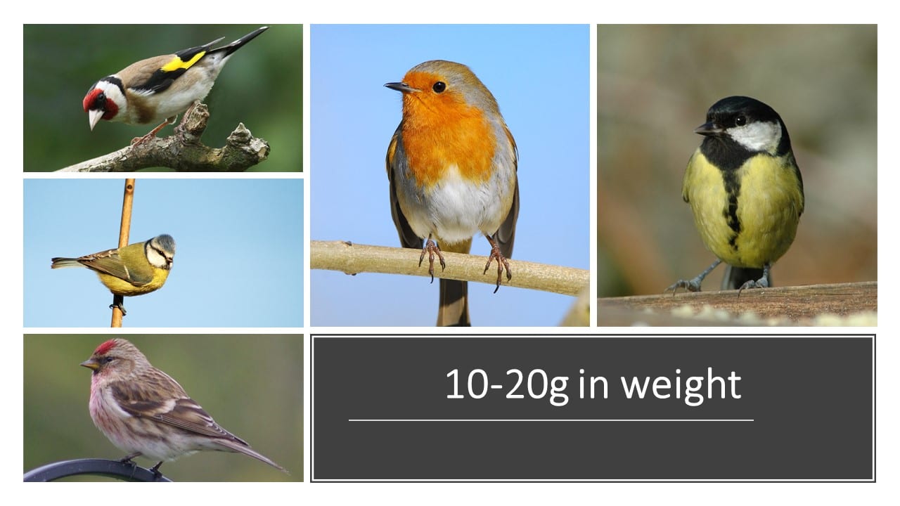 Irish Garden Birds 2020 How much do your garden birds weigh