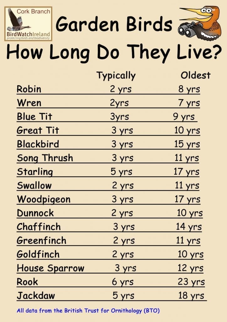 Irish Garden Birds 2020 How Long Do Your Garden Birds Live Birdwatch Ireland