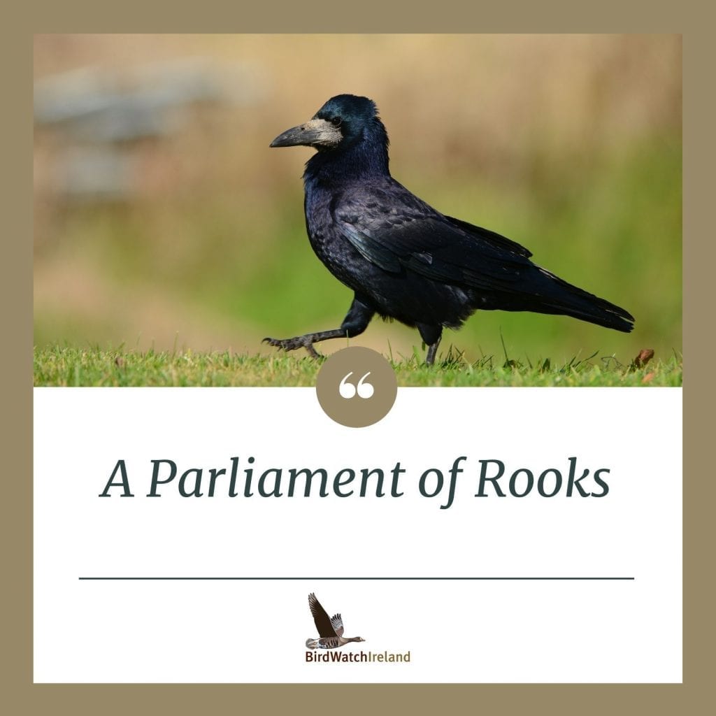 Facts about ROOKS! 