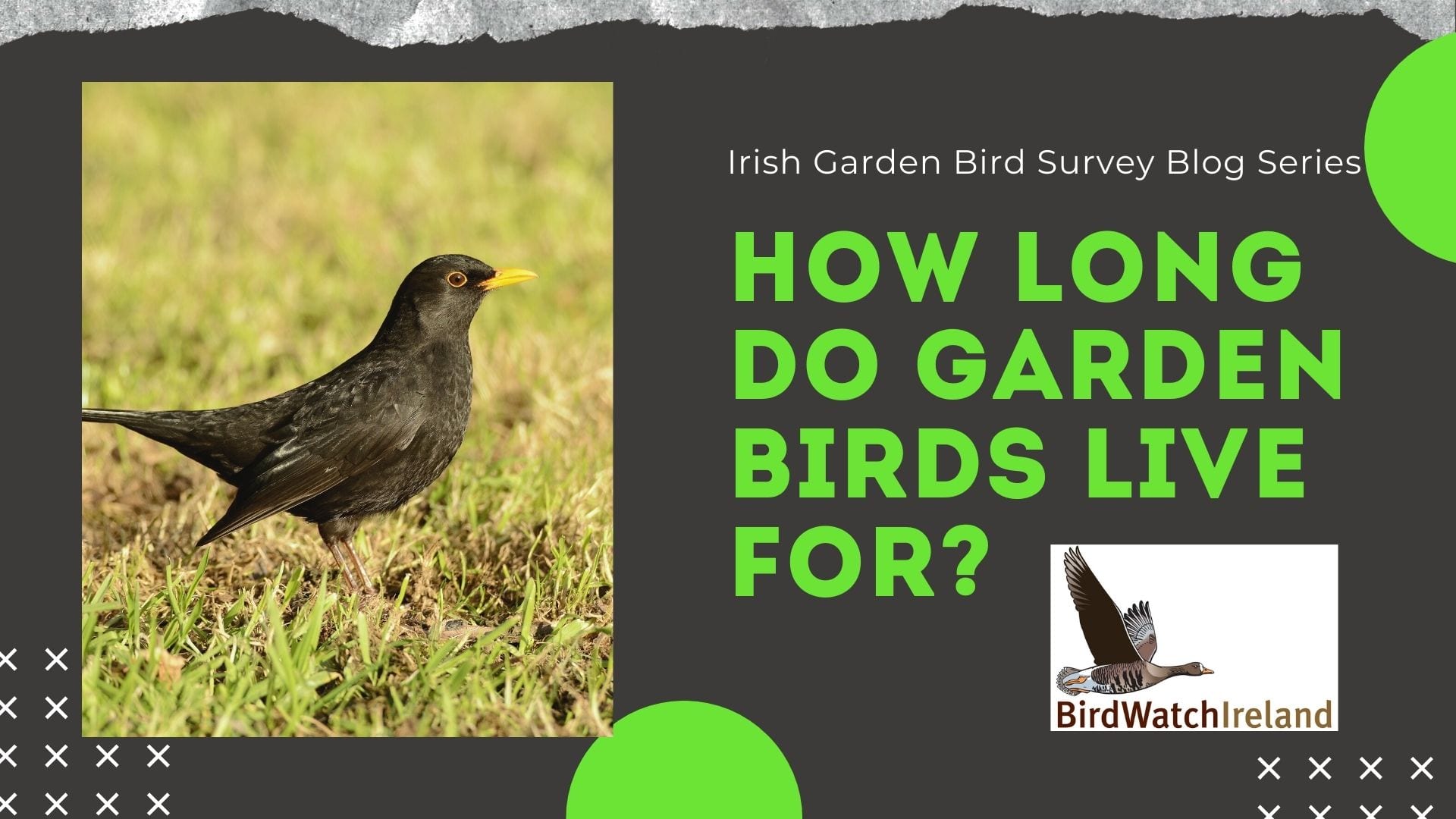 Irish Garden Birds 2020 – How long do your garden birds live?