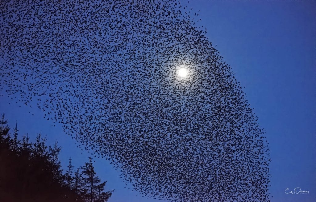 Why do starlings flock in murmuratons? - GardenBird