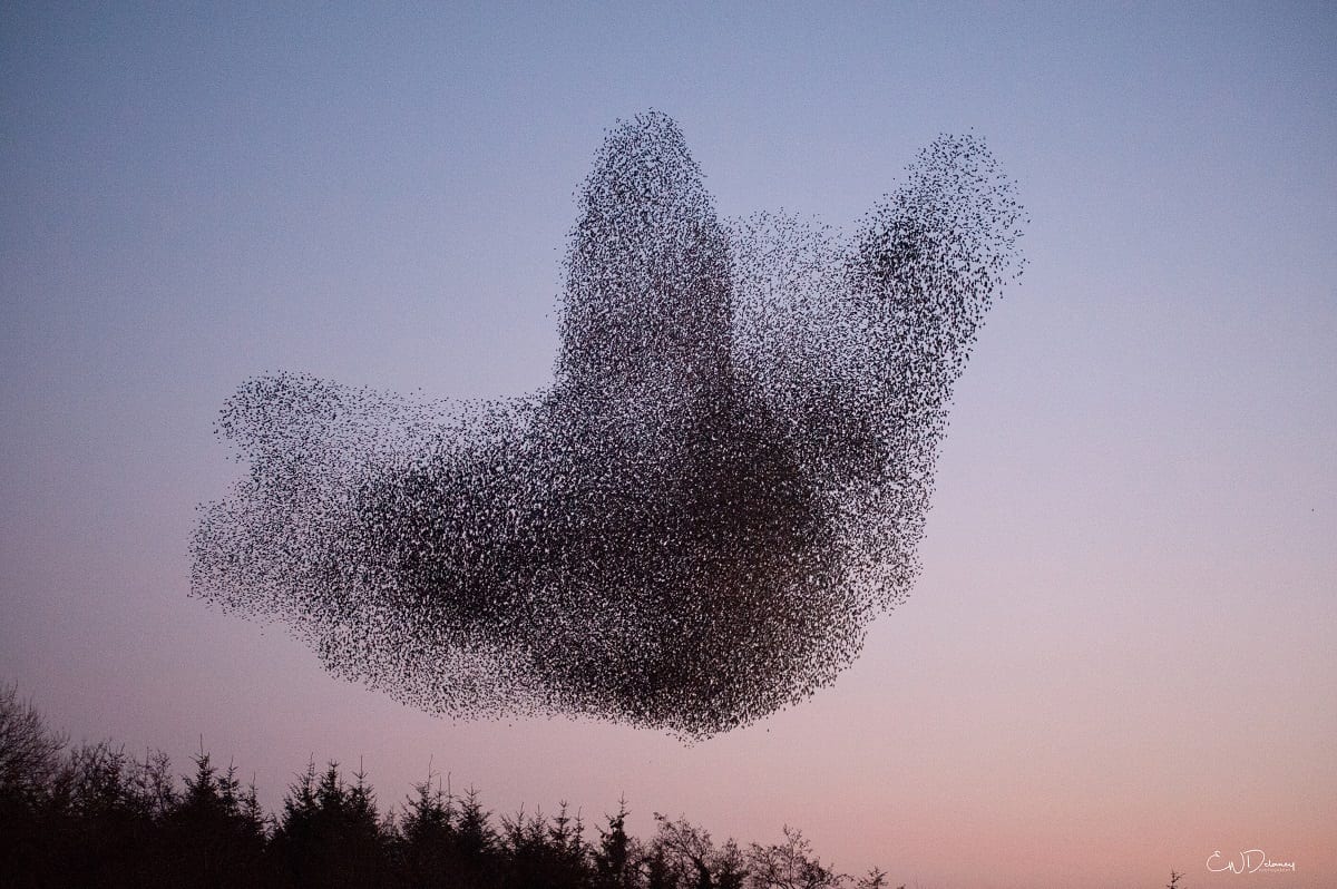 european starling flock