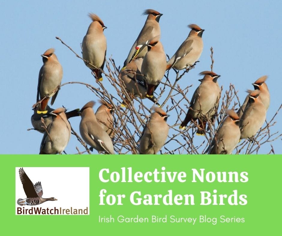 Bird Group Names: Why Birds Flock & What to Call Them