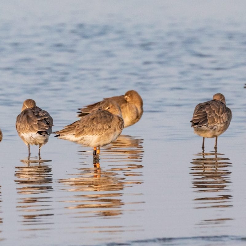 Black-tailed-Godwit-John-Fox