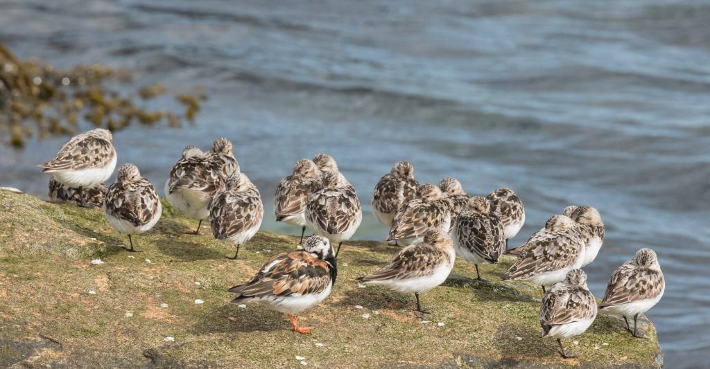 Sanderling-Turnstone-Roosting-John-Fox