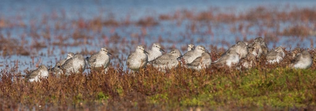 Red-Knot-Roosting-John-Fox