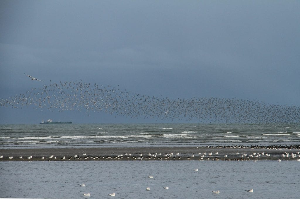 Knot-Oystercatchers-Gulls-Dick-Coombes