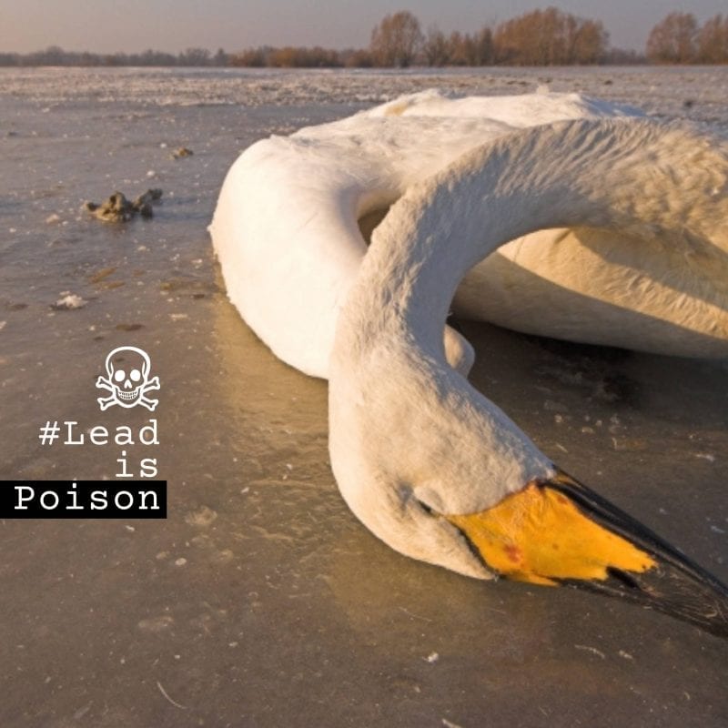 Birds-Whooper Swan-Photo-Yves Adams-Lead Poison