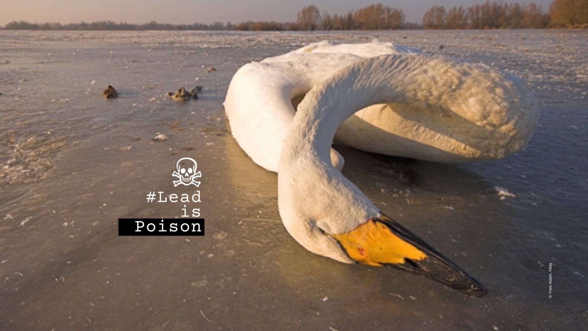 Birds-Whooper Swan-Photo-Yves Adams-Lead Poison