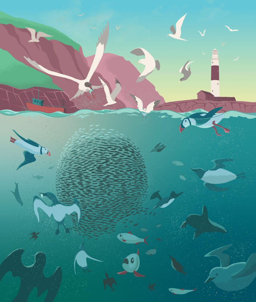 Fish-Herring and sea life off Rockabill-Jacek Matysiak
