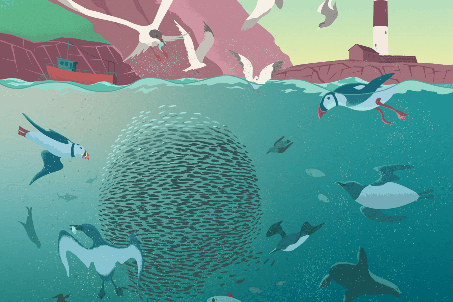 Fish-Herring and sea life off Rockabill-Jacek Matysiak