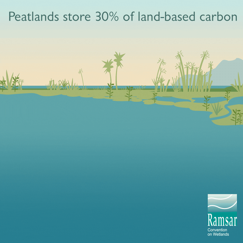 short-animation-showing-peatlands-store-30%-land-based-carbon