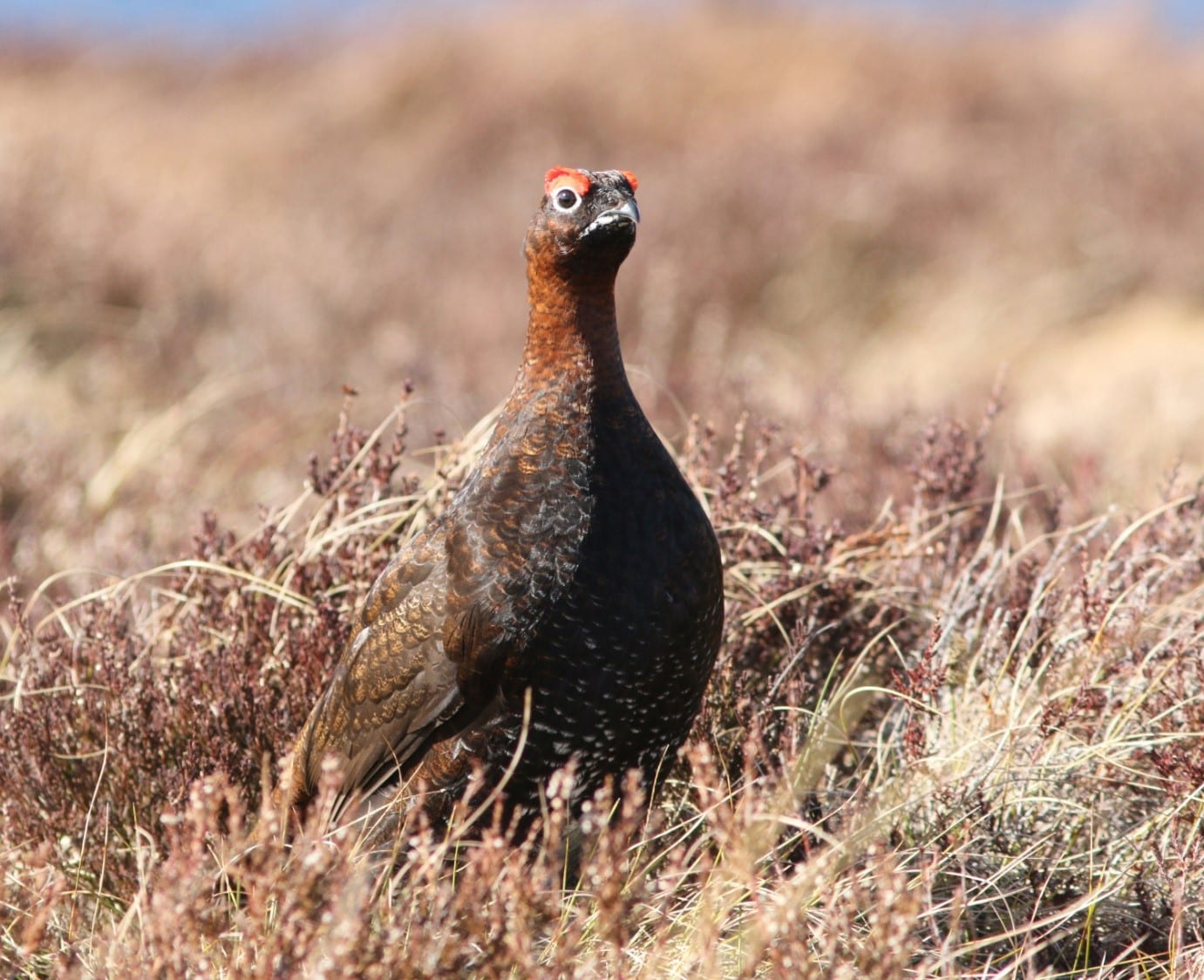 New video showcases conservation efforts bringing life back to a Galway Bog  - BirdWatch Ireland