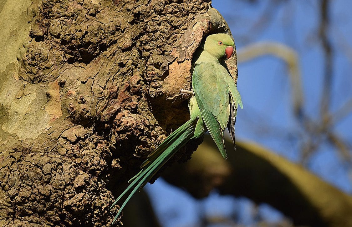 Rose-ringed parakeet couple in deep love - Psittacula krameri - by Dr  Harsha Vardhan Reddy - JungleDragon