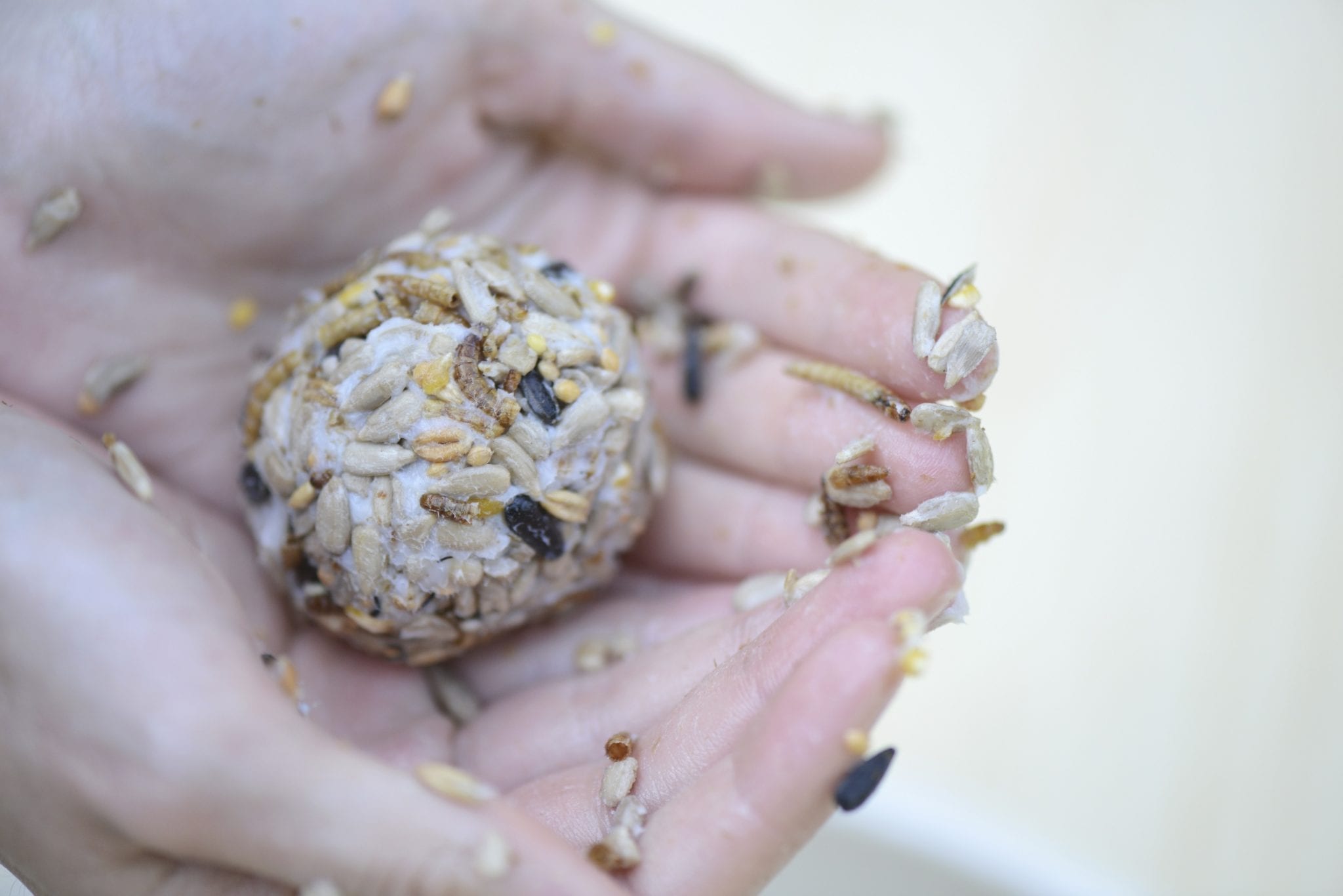 Make your own Fatballs for your Garden Birds BirdWatch Ireland