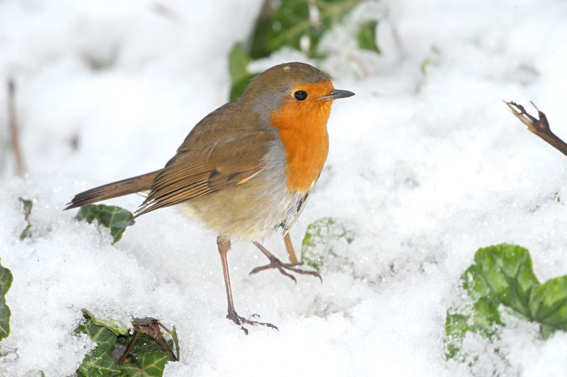 8 things to know about the baby birds appearing in your backyard right now