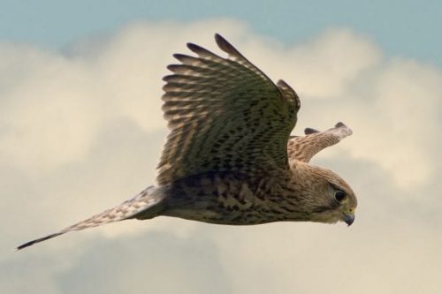 Kestrel-hovering