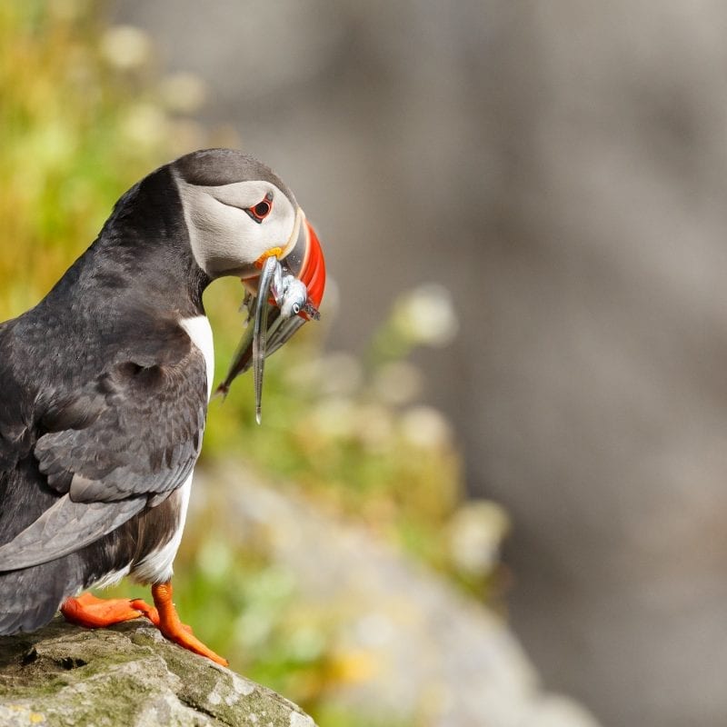 Atlantic Puffin with Sand Eels