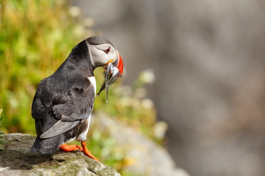 Atlantic Puffin with Sand Eels