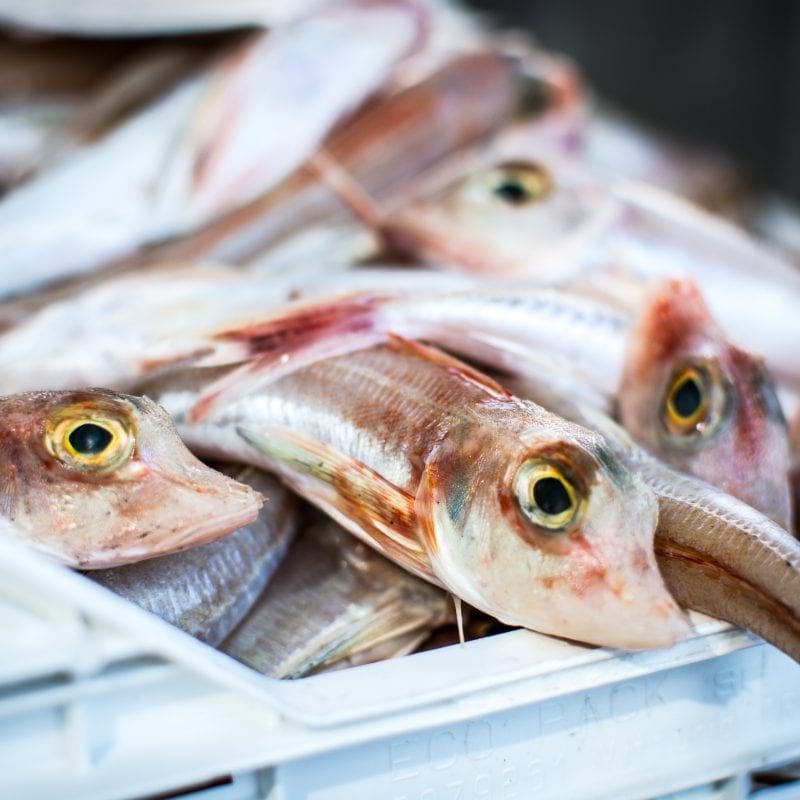 Box of Gurnard (Jakub Kapusnak)