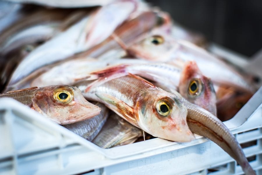 Box of Gurnard (Jakub Kapusnak)