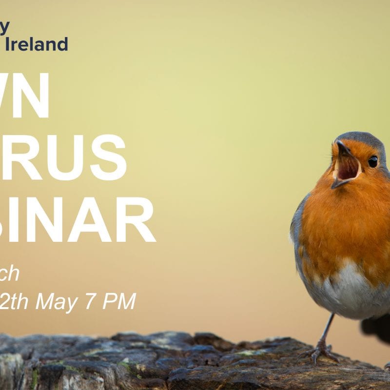 Dawn Chorus Webinar