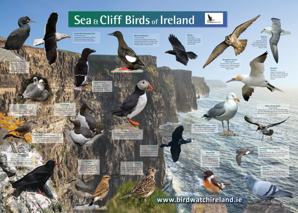 Birdwatch Ireland Seabird Poster - Birdwatch Ireland