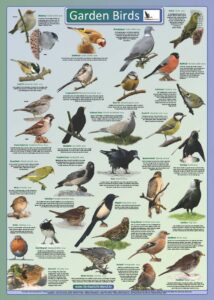 Garden Bird Poster - BirdWatch Ireland