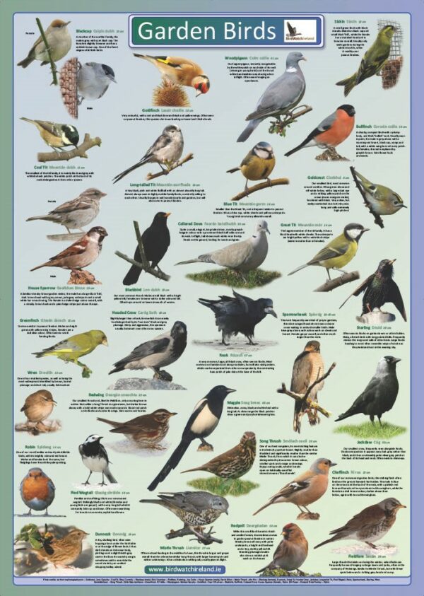 Garden Bird Poster - Birdwatch Ireland