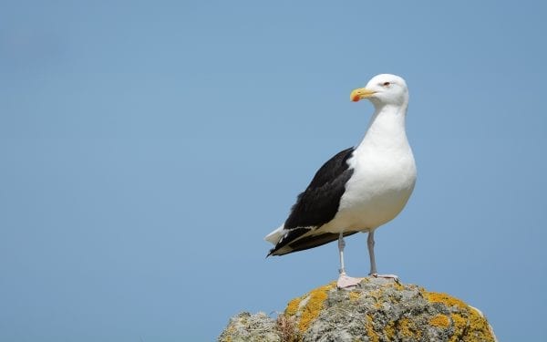 Gull Identification By Cian Cardiff - BirdWatch Ireland