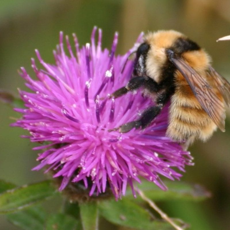 Great Yellow Bumblebee at BirdWatch Ireland's Termoncarragh Meadows Nature Reserve