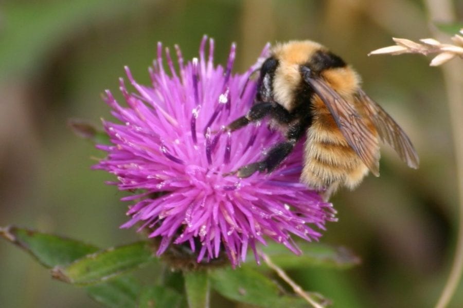 Great Yellow Bumblebee at BirdWatch Ireland's Termoncarragh Meadows Nature Reserve