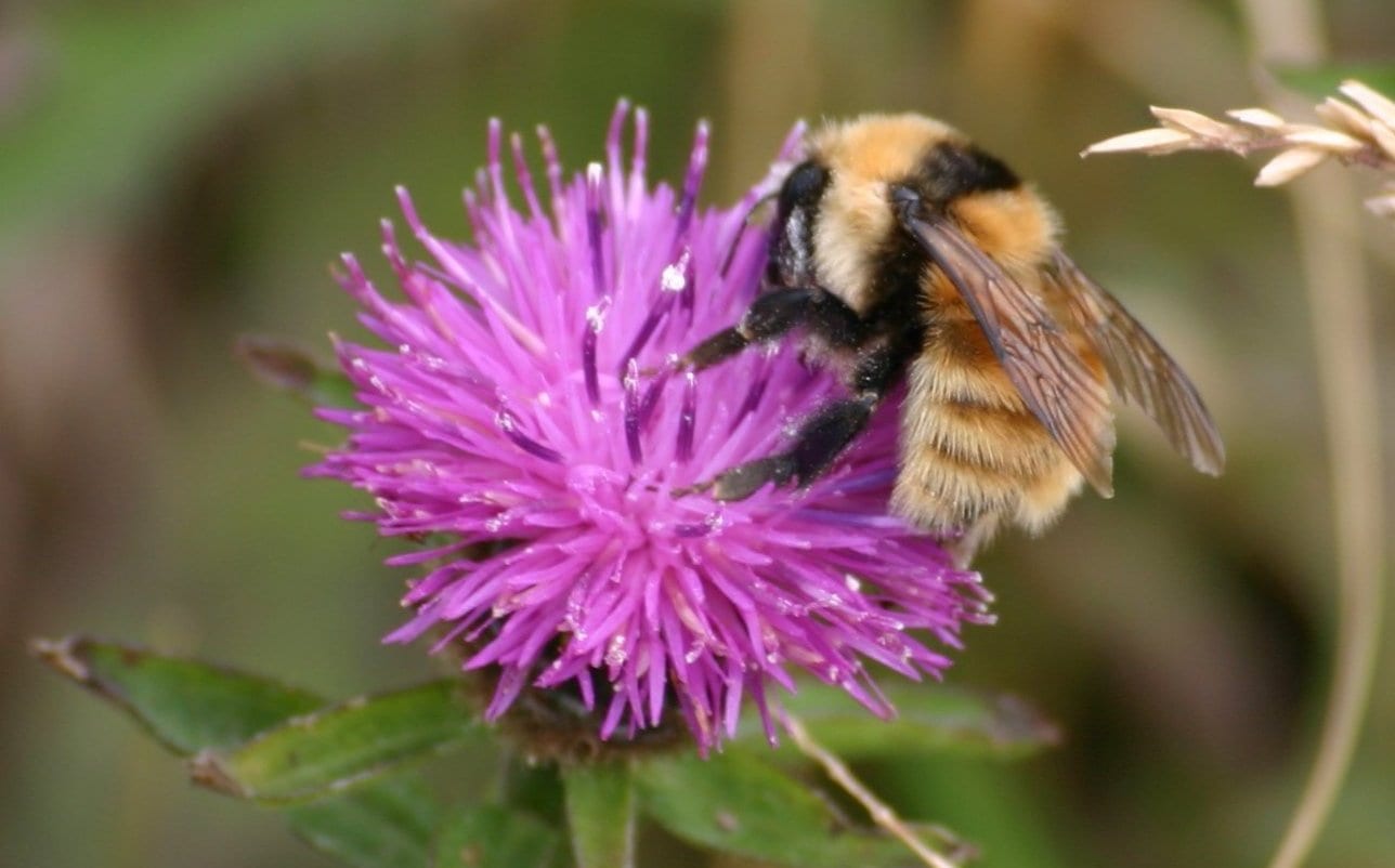 Great Yellow Bumblebee at BirdWatch Ireland's Termoncarragh Meadows Nature Reserve