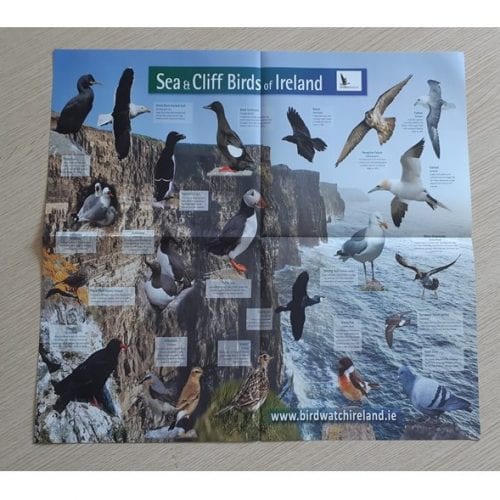 BirdWatch Ireland Seabird Poster - BirdWatch Ireland