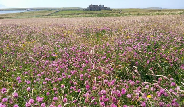 BirdWatch Ireland's Termoncarragh Meadows Nature Reserve, Mullet Peninsula, Co. Mayo: meadow with extensive Red Clover (Dave Suddaby)
